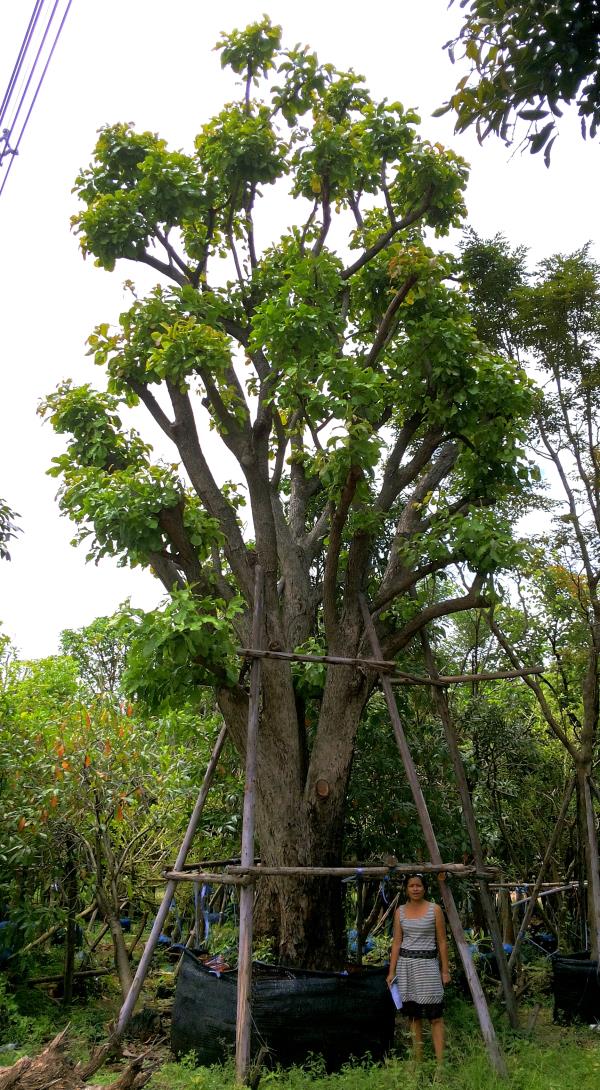 ต้นกระโดน  | ร้านต้นไม้ใหญ่ป้าแดง - ธัญบุรี ปทุมธานี