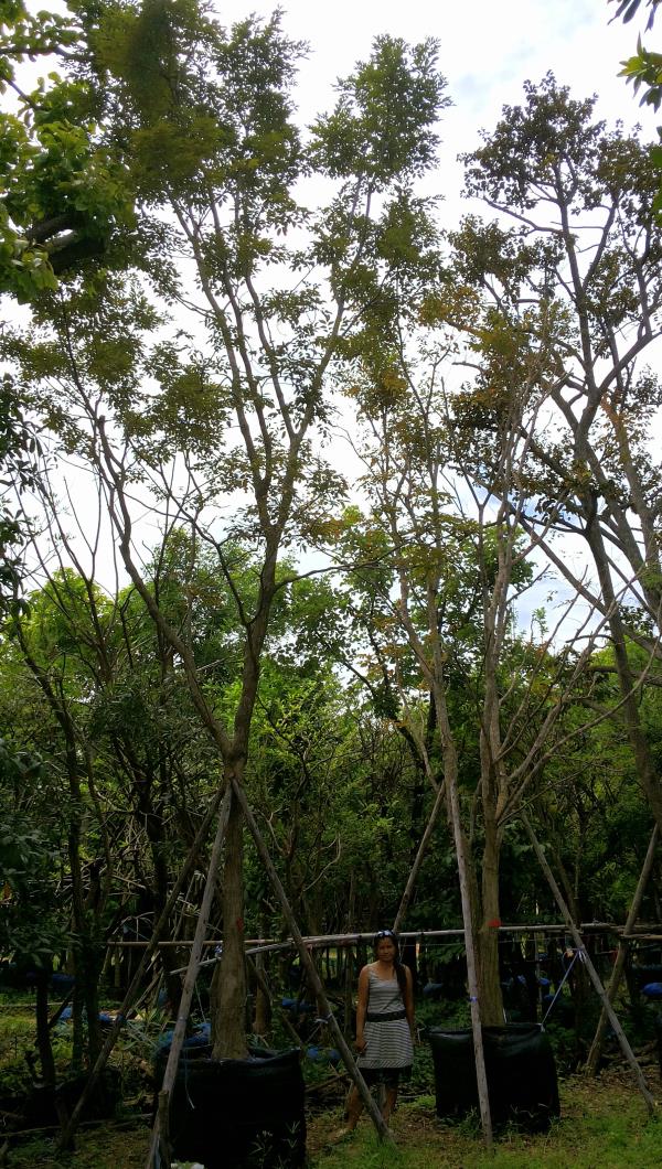 ต้นพยุง  | ร้านต้นไม้ใหญ่ป้าแดง - ธัญบุรี ปทุมธานี