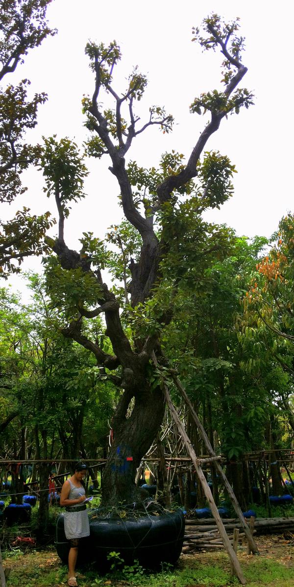 ต้นพยอม no.138 | ร้านต้นไม้ใหญ่ป้าแดง - ธัญบุรี ปทุมธานี
