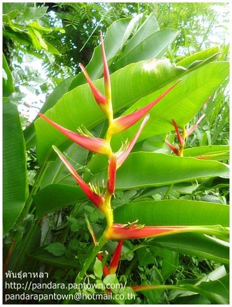 Heliconia latispatha “Red Yellow Gyro” | พันธุ์ดาหลา - เมืองเชียงใหม่ เชียงใหม่