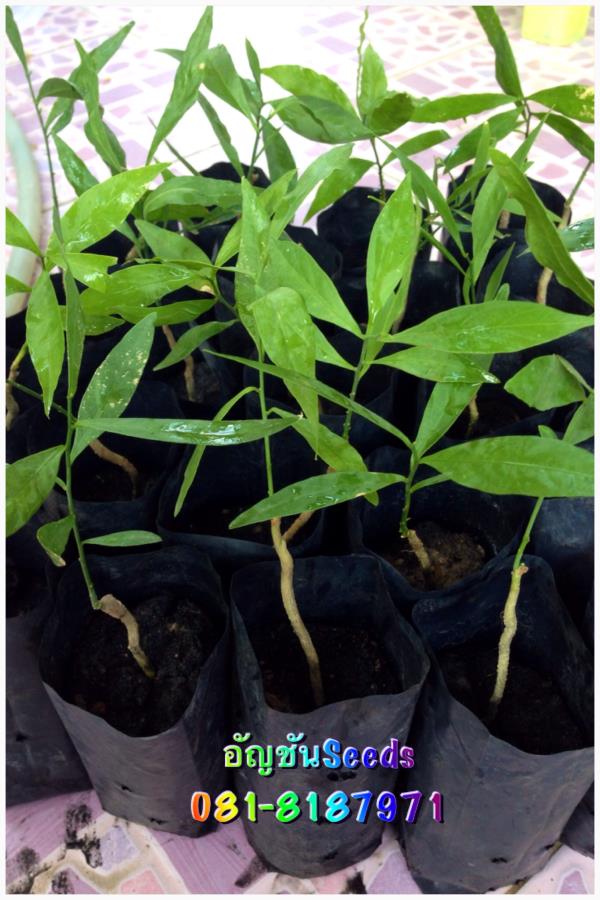ผักหวานป่า (เพาะเมล็ด) | อัญชัน seeds - สวนหลวง กรุงเทพมหานคร