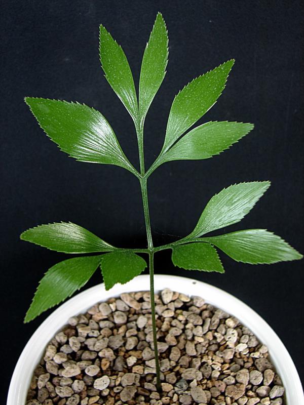 Bowenia serrilata | Suanpom(สวนผม) - สรรพยา ชัยนาท
