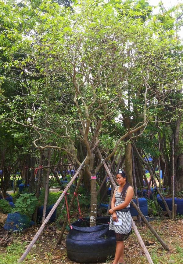 ต้นพุดกุหลาบ no.130 | ร้านต้นไม้ใหญ่ป้าแดง - ธัญบุรี ปทุมธานี