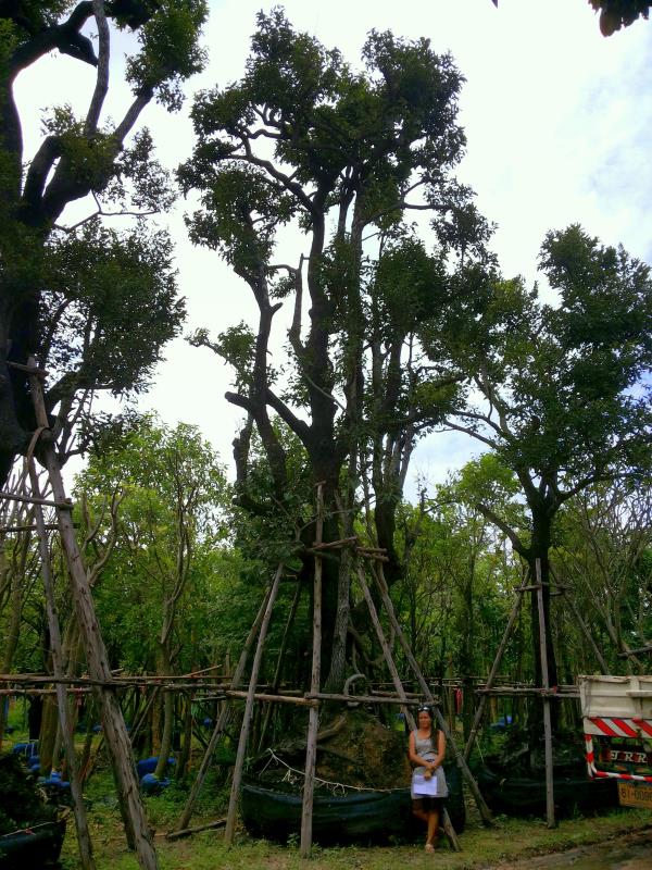 ต้นนางกวัก no.106 | ร้านต้นไม้ใหญ่ป้าแดง - ธัญบุรี ปทุมธานี