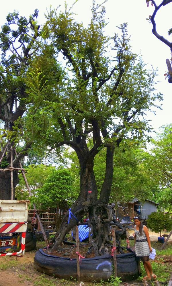 ต้นตะโกนา no.076 (ขายแล้ว) | ร้านต้นไม้ใหญ่ป้าแดง - ธัญบุรี ปทุมธานี