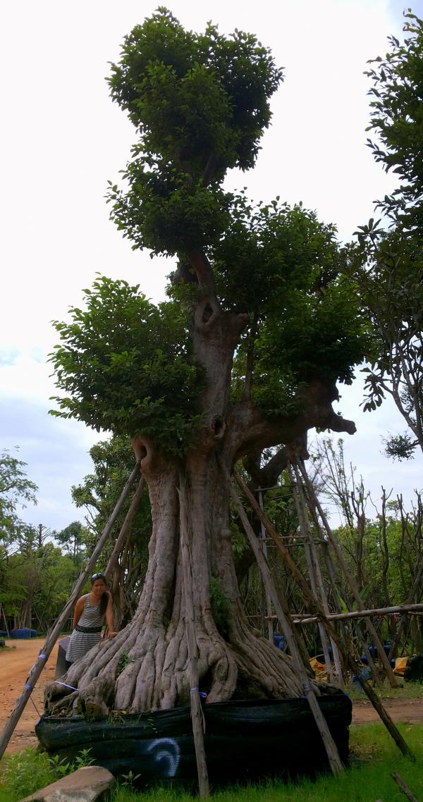 ต้นกะบก no.099 (ขายแล้ว) | ร้านต้นไม้ใหญ่ป้าแดง - ธัญบุรี ปทุมธานี