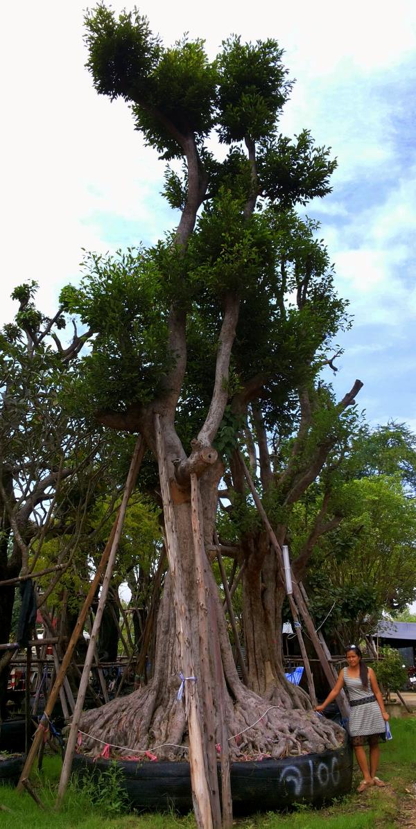 ต้นกระบก no.100(ขานแล้ว) | ร้านต้นไม้ใหญ่ป้าแดง - ธัญบุรี ปทุมธานี