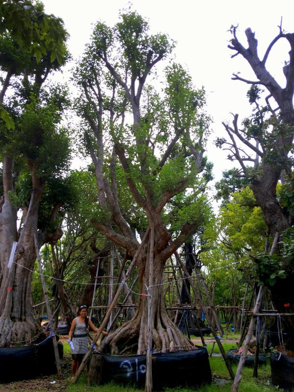 ต้นกะบก no.101 (ขายแล้ว) | ร้านต้นไม้ใหญ่ป้าแดง - ธัญบุรี ปทุมธานี