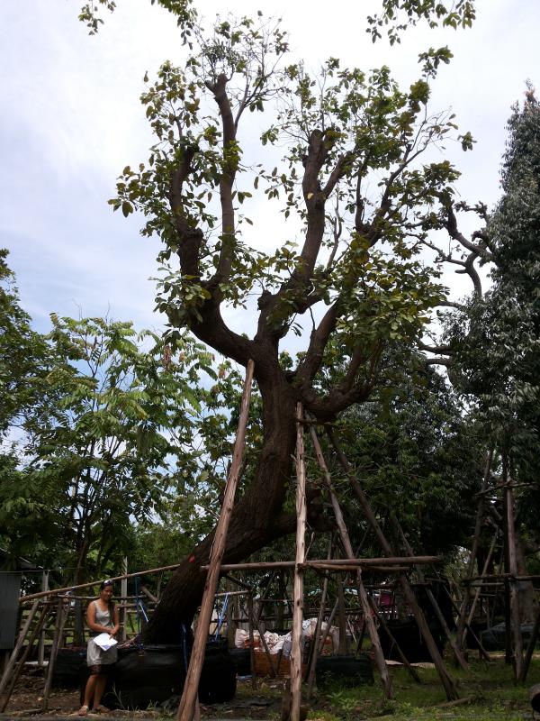 ต้นพยอม no.066 | ร้านต้นไม้ใหญ่ป้าแดง - ธัญบุรี ปทุมธานี