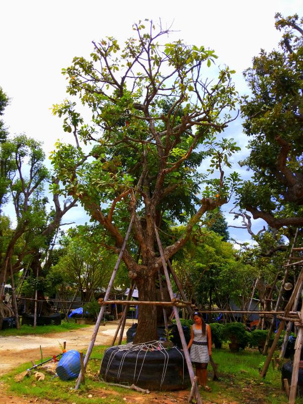 ต้นจิกน้ำ  | ร้านต้นไม้ใหญ่ป้าแดง - ธัญบุรี ปทุมธานี