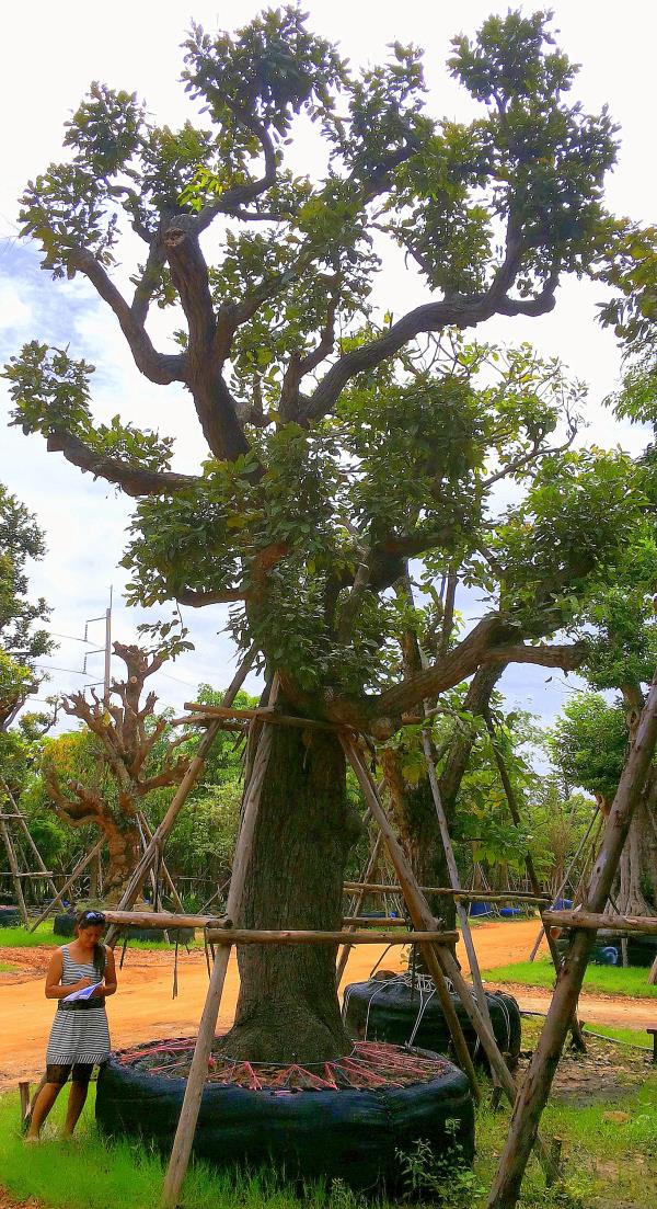 ต้นพยอม no.059 ไม้ใหญ่ ไม้ล้อม | ร้านต้นไม้ใหญ่ป้าแดง - ธัญบุรี ปทุมธานี