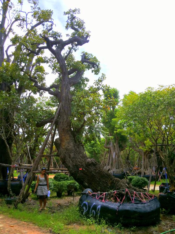 ต้นพยอม no.061(ขายแล้ว) | ร้านต้นไม้ใหญ่ป้าแดง - ธัญบุรี ปทุมธานี