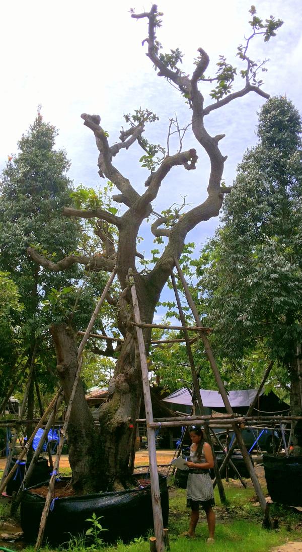 ต้นพยอม no.152 | ร้านต้นไม้ใหญ่ป้าแดง - ธัญบุรี ปทุมธานี