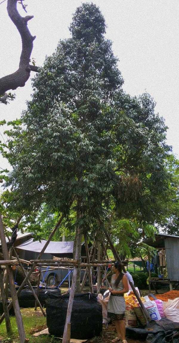 ต้นบุนนาค no.136 | ร้านต้นไม้ใหญ่ป้าแดง - ธัญบุรี ปทุมธานี