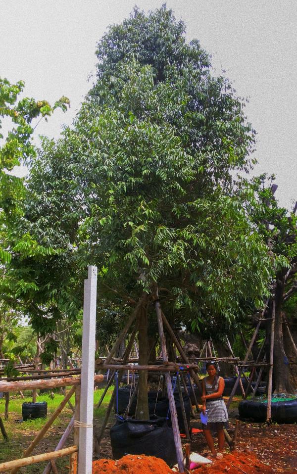 ต้นบุนนาค no.143 | ร้านต้นไม้ใหญ่ป้าแดง - ธัญบุรี ปทุมธานี
