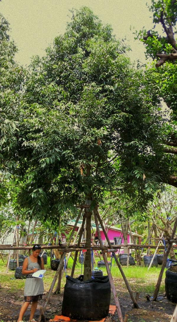 ต้นบุนนาค no.145 | ร้านต้นไม้ใหญ่ป้าแดง - ธัญบุรี ปทุมธานี