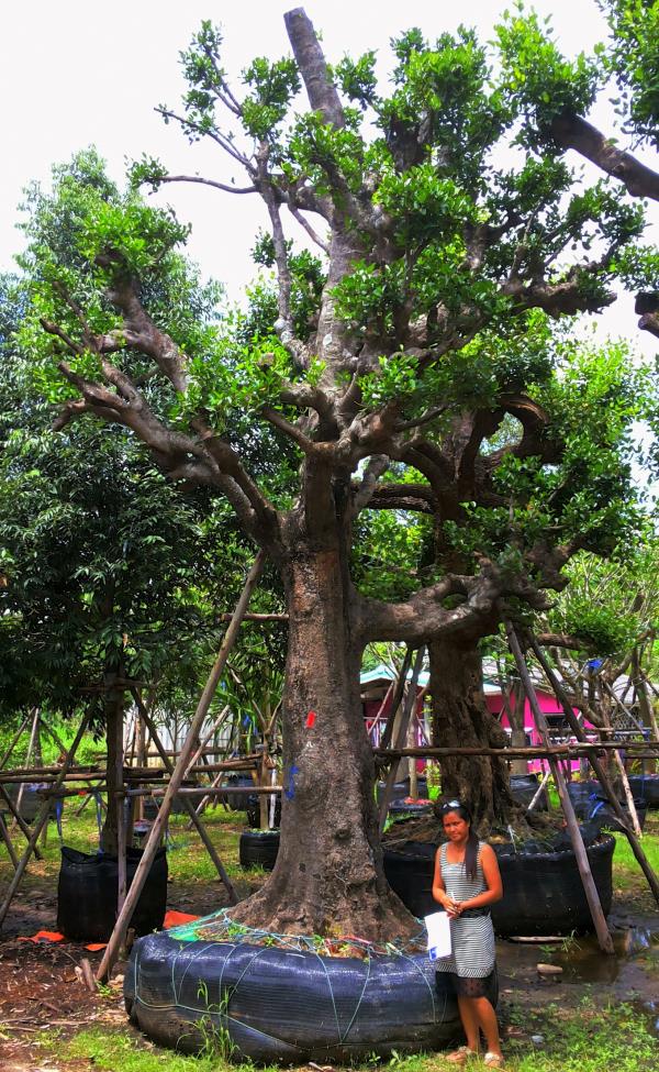 ต้นมั่งมี no.149 | ร้านต้นไม้ใหญ่ป้าแดง - ธัญบุรี ปทุมธานี
