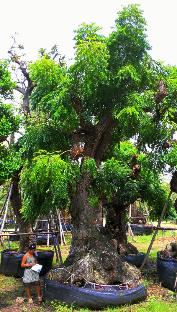 ต้นสะเดา no.94  | ร้านต้นไม้ใหญ่ป้าแดง - ธัญบุรี ปทุมธานี