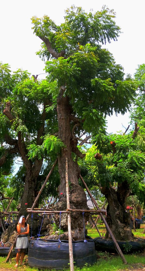 ต้นสะเดา no.093 | ร้านต้นไม้ใหญ่ป้าแดง - ธัญบุรี ปทุมธานี