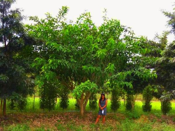 ต้นอโศกม่วง  | ร้านต้นไม้ใหญ่ป้าแดง - ธัญบุรี ปทุมธานี