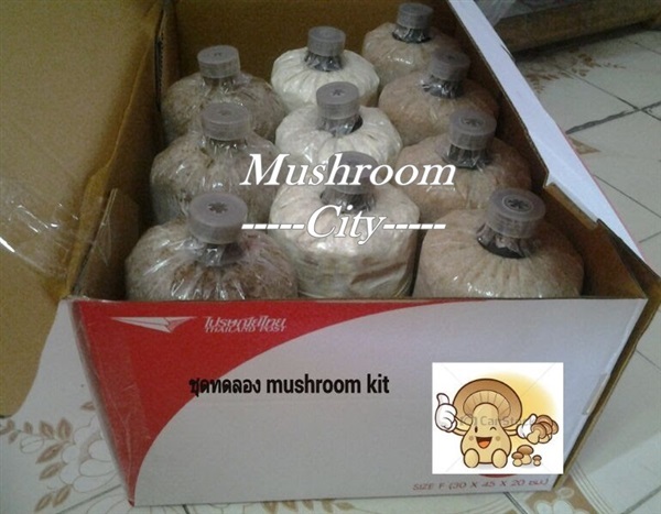 ชุดทดลอง mushroom kit | มัชรูมซิตี้ฟาร์ม - บางนา กรุงเทพมหานคร