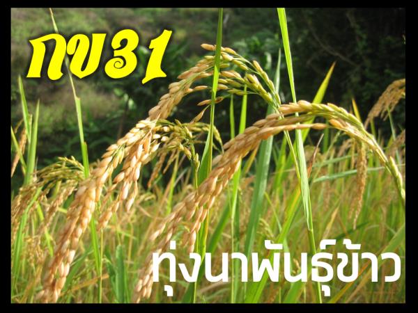 ข้าวปลูกพันธุ์ กข31 | ร้านทุ่งนาพันธุ์ข้าว - หนองฉาง อุทัยธานี