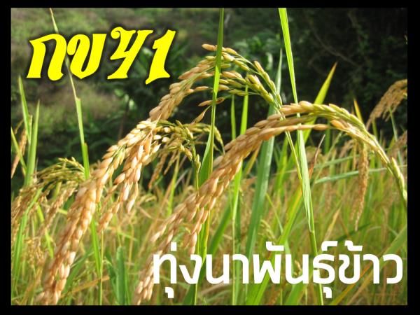 ข้าวปลูกพันธุ์ กข41