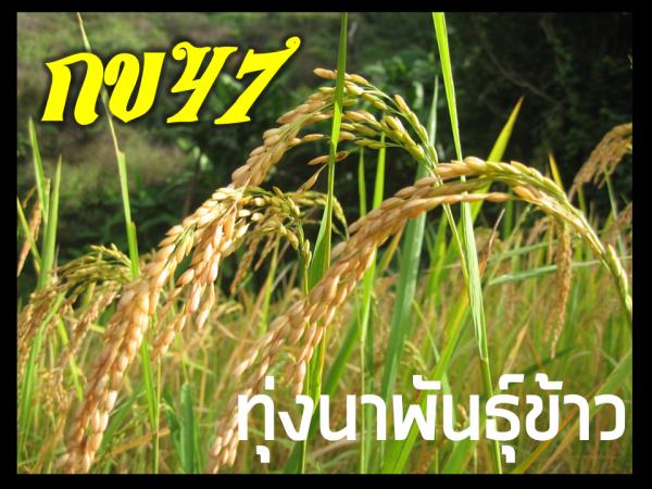 ข้าวปลูกพันธุ์47 | ร้านทุ่งนาพันธุ์ข้าว - หนองฉาง อุทัยธานี