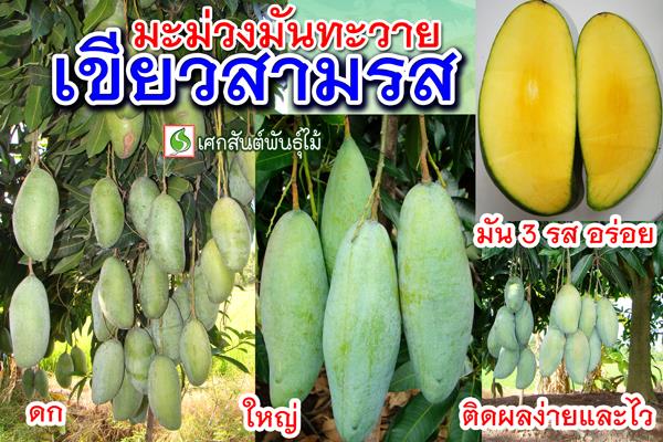 มะม่วงมันทะวาย เขียวสามรส | เศกสันต์พันธุ์ไม้ - สามพราน นครปฐม