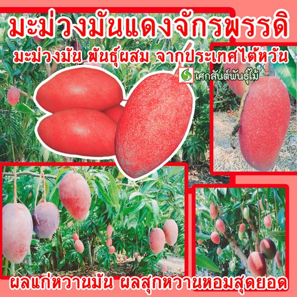 มะม่วงมันแดง จักรพรรดิ | เศกสันต์พันธุ์ไม้ - สามพราน นครปฐม