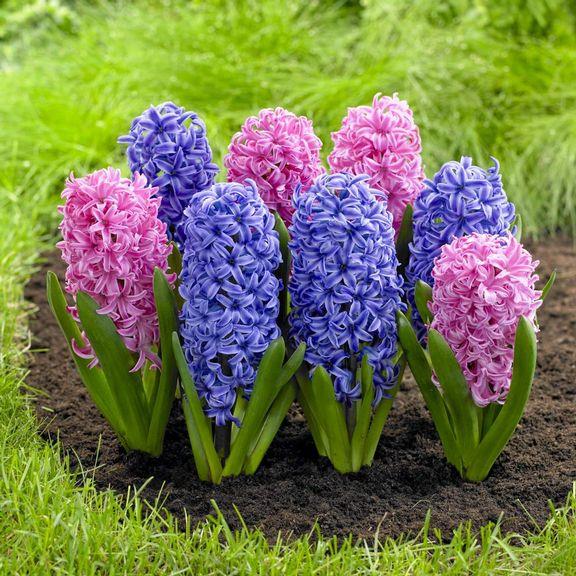 หัวดอก Hyacinth | บิกบัลบ์ - บางเขน กรุงเทพมหานคร
