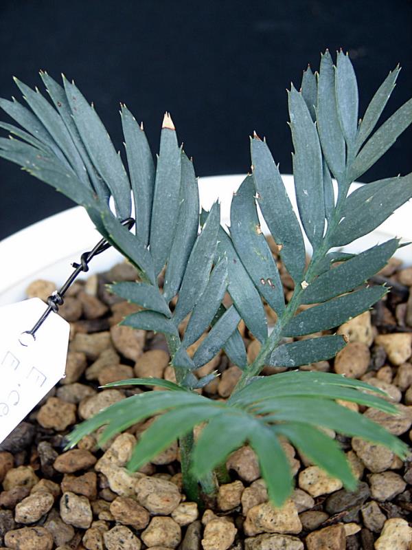 Encephalartos cerinus