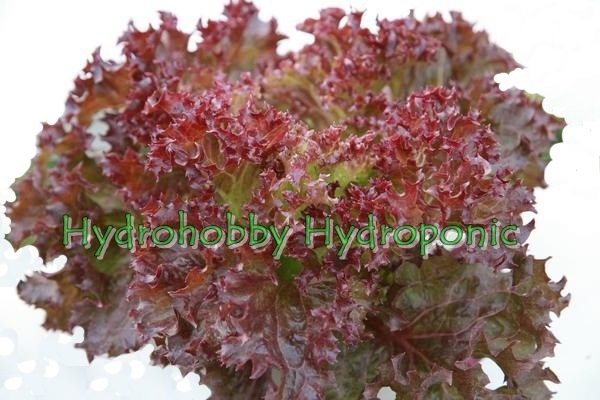 เมล็ดผักสลัด พันธุ์ เรดคลอเรล 50 seeds | hydrohobby -  กรุงเทพมหานคร