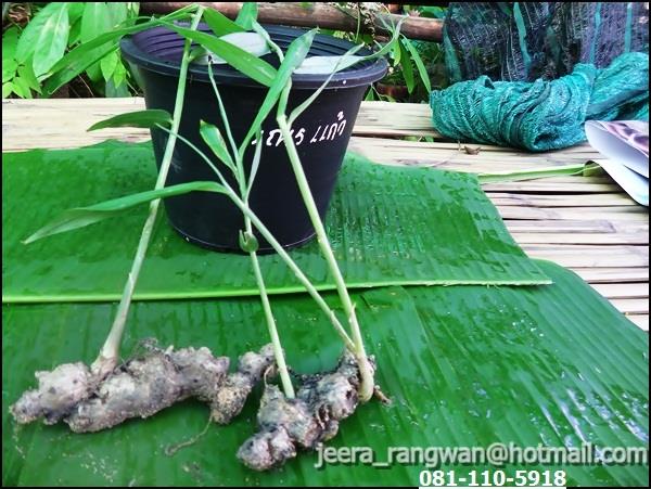 ว่าน เณรแก้ว  | จีระ รังว่าน ไทยโบราณ - โนนศิลา ขอนแก่น