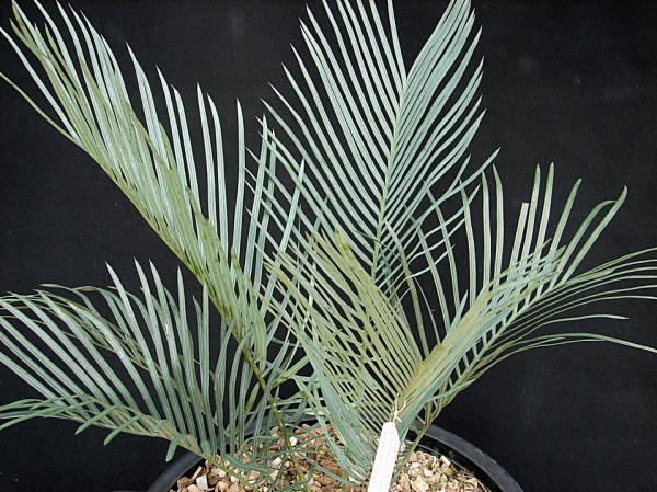 Cycas ophiolitica