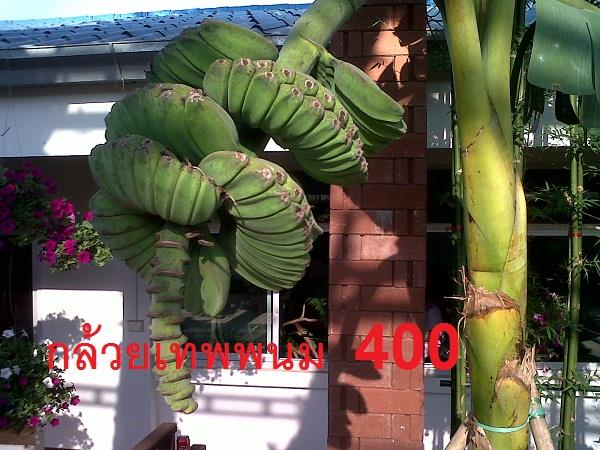 กล้วยเทพพนม | อาณาจักรกล้วยแปลกๆ - ดำเนินสะดวก ราชบุรี