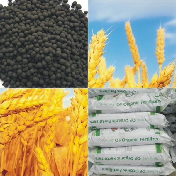 Organic Humic Acid Granular Fertilizer | TheSun Farm Marketing - บางนา กรุงเทพมหานคร