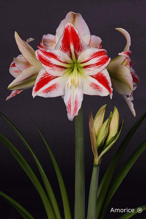 ว่านสี่ทิศ Amorice Amaryllis