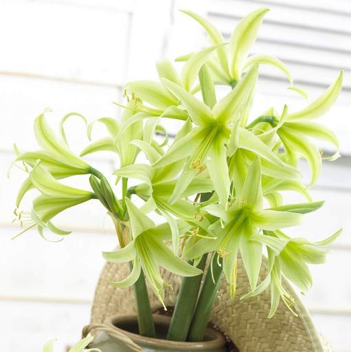 ว่านสี่ทิศ Evergreen Amaryllis