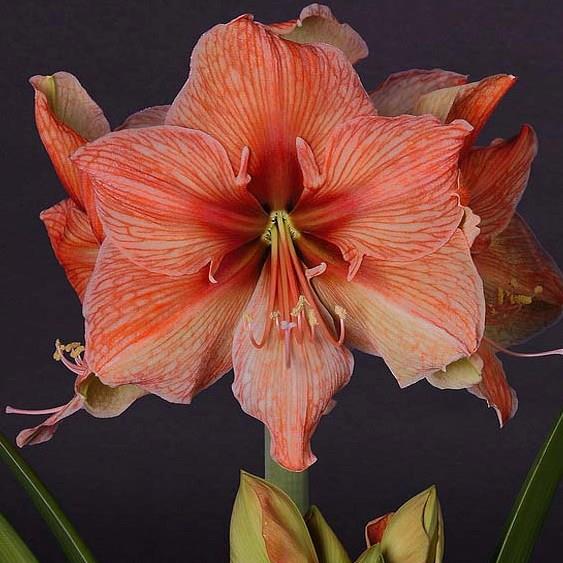 ว่านสี่ทิศ Exotica Amaryllis