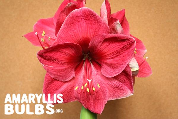 ว่านสี่ทิศ Lagoon Amaryllis | บิกบัลบ์ - บางเขน กรุงเทพมหานคร