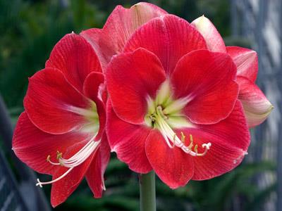 ว่านสี่ทิศ Monaco Amaryllis