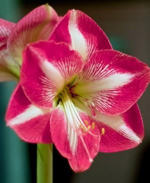 ว่านสี่ทิศ Monte Carlo Amaryllis | บิกบัลบ์ - บางเขน กรุงเทพมหานคร