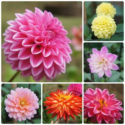 ต้นรักเร่ (Dahlia hybrid)