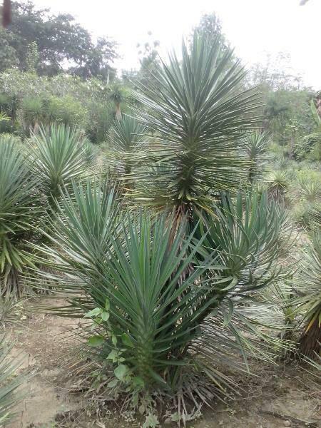 เข็มกุดั่น Yucca | ธนกฤตปรงสยาม -  เชียงใหม่