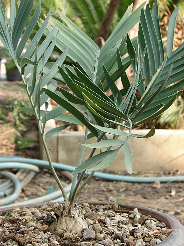 E. eugene-maraisii-palala form ไม้คุณภาพ | Suanpom(สวนผม) - สรรพยา ชัยนาท