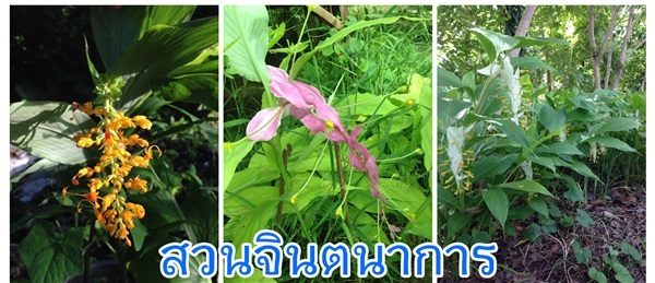 หัวดอกเข้าพรรษา, ดอกหงษ์เหิร | สวนจินตนาการ - บ้านหมอ สระบุรี