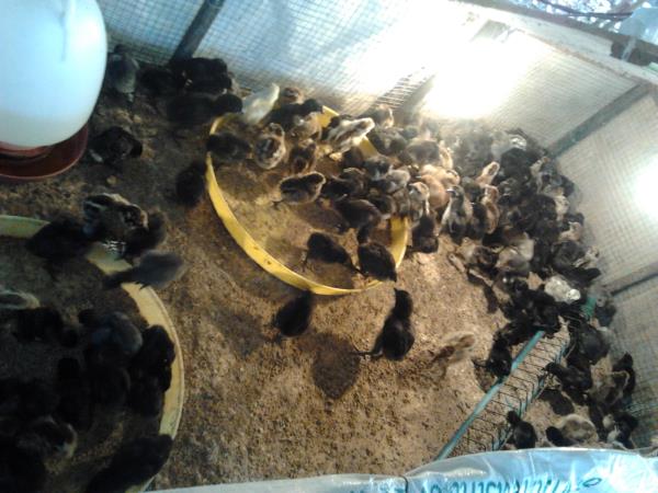 ลูกไก่ดำ | ฟาร์มไก่ดำวรัมพร - เมืองสกลนคร สกลนคร