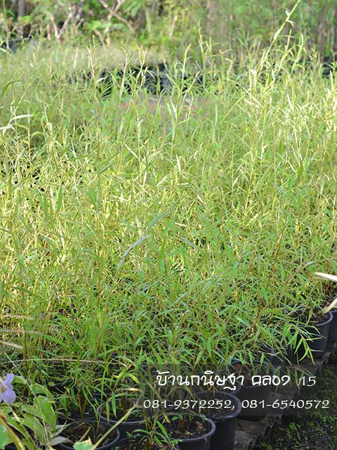 หลิวลู่ลม |  สวนบ้านกนิษฐา คลอง 15 - องครักษ์ นครนายก