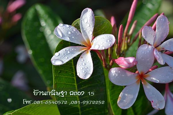 ลีลาวดี |  สวนบ้านกนิษฐา คลอง 15 - องครักษ์ นครนายก